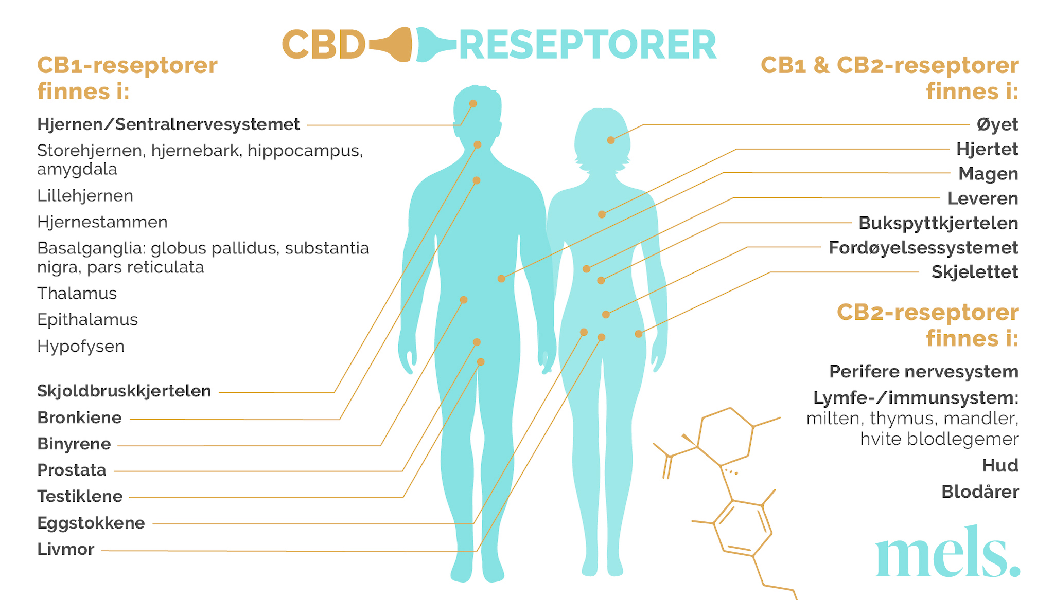 Hvordan fungerer CBD på menneske kroppen. Hva sier forskning? Endocannabinoidesystemet, cbd-olje, cb1, cb2, reseptor, hjernen, nervesystemet