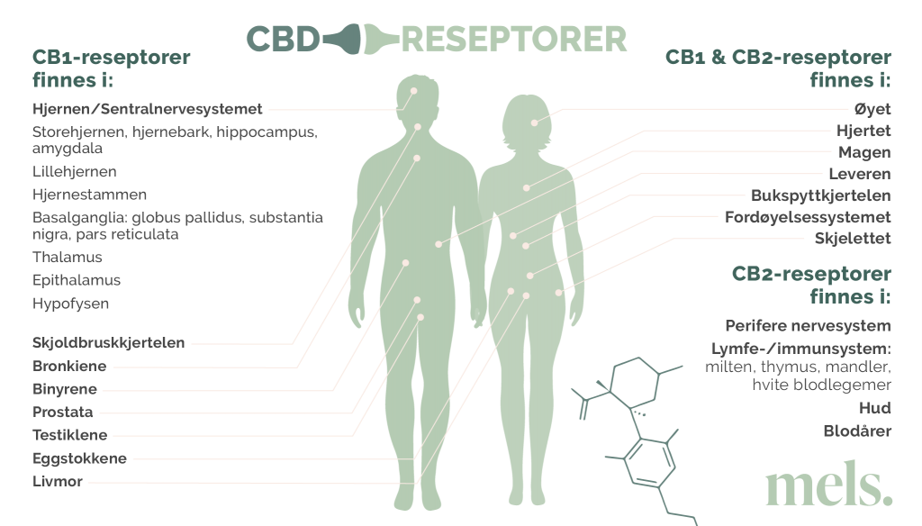 MELS CBD - CBD reseptorer