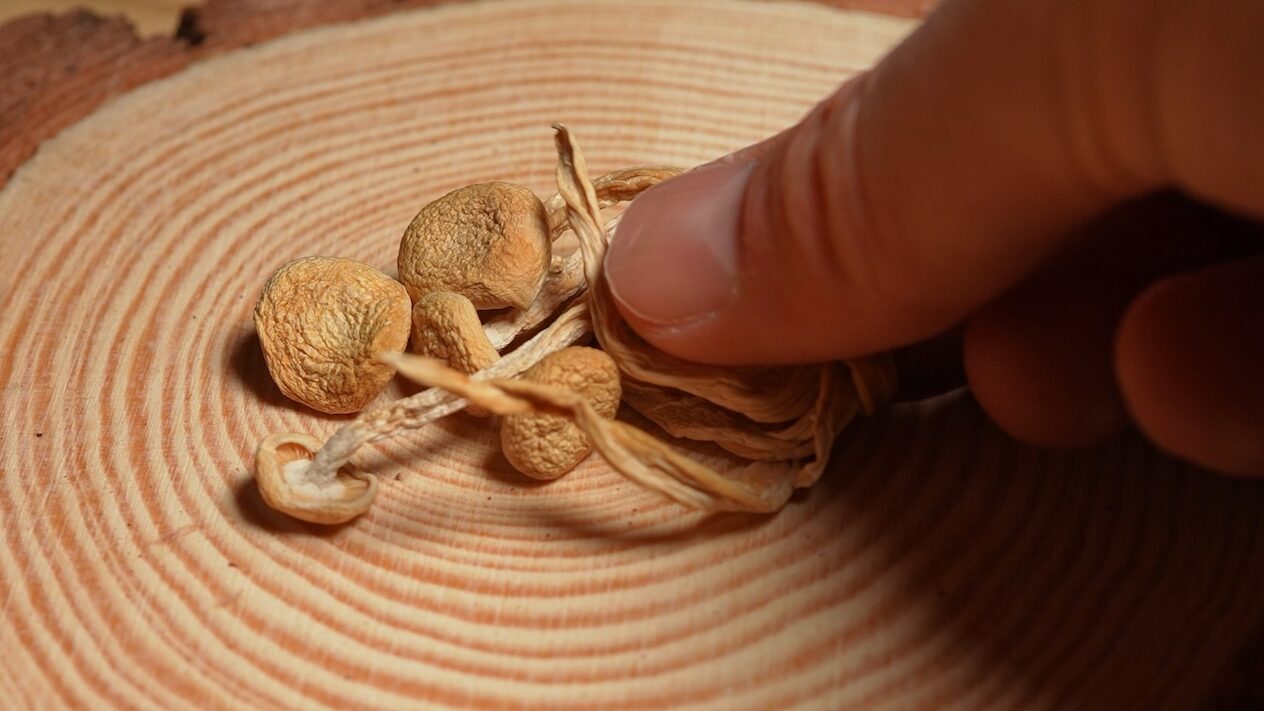 Kan psykedelika være løsningen på den globale psykiske helsekrisen? 3 Mikrodosering, sopp, Psilocybin